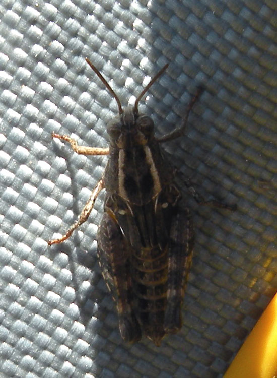 Orthoptera del Gran Sasso